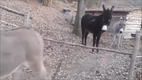 Smart ass! Clever donkey doesn't want to jump over stick