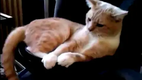Cat on a subwoofer