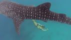 GoPro Awards Ocean Ramsey and a Whale Shark