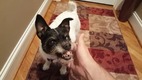 H�llenhund