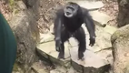 Affe schmei�t mit Kot nach Oma It Got Grandma! Chimp at Zoo Throws Poo in Grandma's Face!