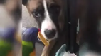 Papagei f�tter Hund