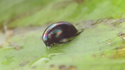 A beetle species can escape from the vent of a frog