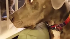 Kleine Katze �rgert gro�en Hund