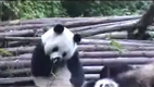 Panda sneezing