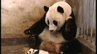 Sneezing Panda