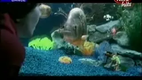 The Chemical Brothers - The Salmon Dance