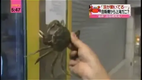 A vending machine offering live Shanghai Hairy Crabs