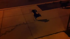 Oscar... My Very Weird, Handstand Peeing Dog