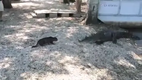 Katze vs. Alligator